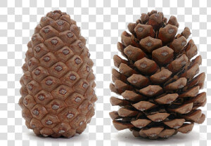 Pine Cone Transparent Image   Open And Closed Pine Cones  HD Png Download