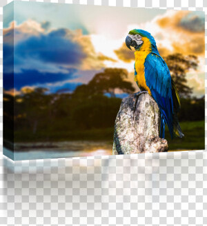 Parrots  HD Png Download