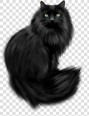 Black Himalayan Persian Cat  HD Png Download