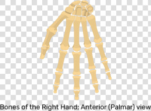 Palmar View Of Hand And Wrist Bones   Hand And Wrist Bones Unlabeled  HD Png Download