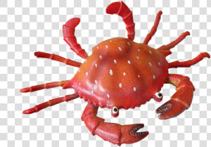 Transparent Insects Clipart   Imagen De Un Cangrejo  HD Png Download