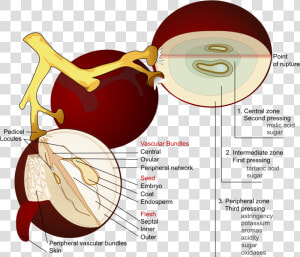 Wine Grape Diagram En   Anatomy Of A Grape  HD Png Download