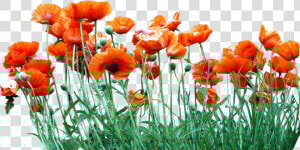 Poppy Field Png   Poppies Png  Transparent Png