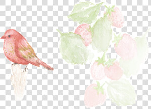 Organic Wild Strawberry   Darkness  HD Png Download