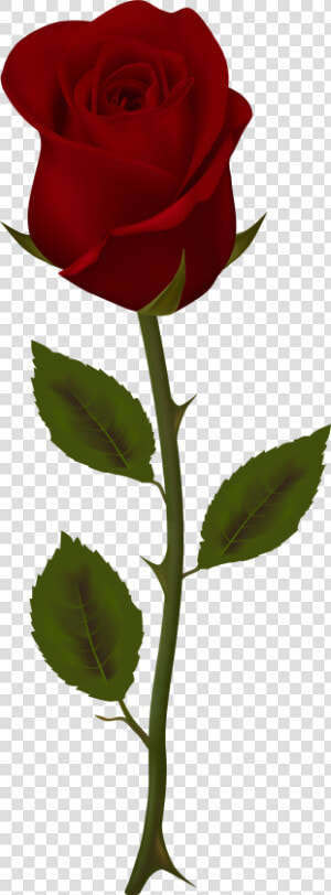 Rose family   Dark Red Rose Png  Transparent Png