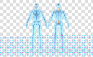 Spine   Skeleton  HD Png Download
