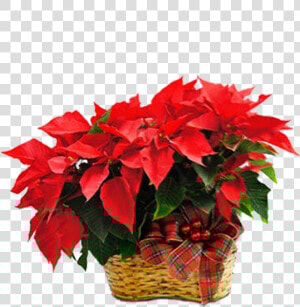Poinsettia  HD Png Download