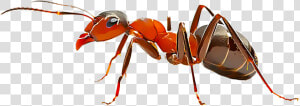 Imagens De Formiga Png  Transparent Png