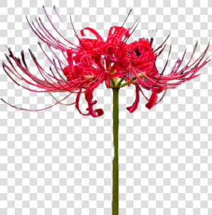  lycoris  red  flower  chimhoped  sticker   Guernsey Lily  HD Png Download