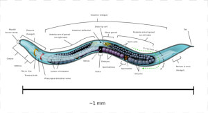 Nematode Facts  HD Png Download