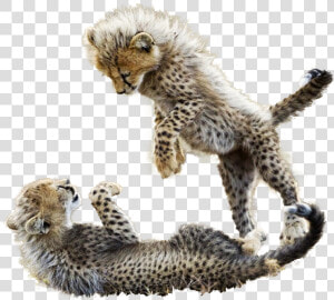 Cheetah   Png Download   Cheetah Babies Playing  Transparent Png