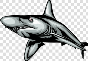 Vector Illustration Of Marine Predator Great White   Movement Of Some Animals  HD Png Download