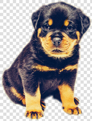Rottweiler Dog  HD Png Download
