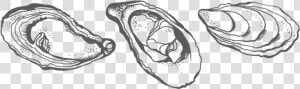 Collection Of Images High Quality Free   Oyster Drawing Png  Transparent Png