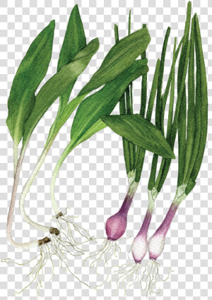 Ramps Spring Onions  HD Png Download