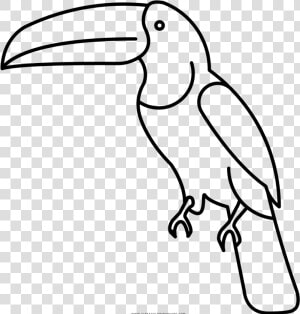 Transparent Toucan Clip Art   Pico De Animal Para Colorear  HD Png Download