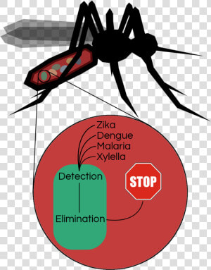 Disease Clipart Dengue Fever   Insect  HD Png Download
