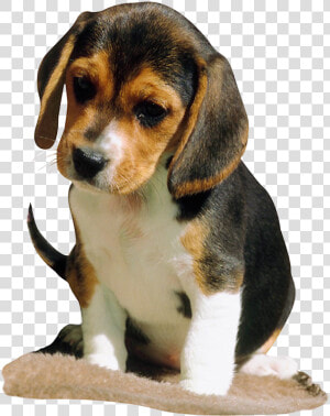 Beagle Black And Brown  HD Png Download