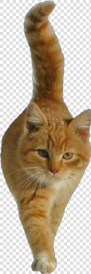  cat  cutout  ginger  orange  walking  freetoeditnot   Domestic Short haired Cat  HD Png Download