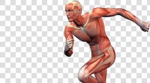 Muscles In Sports  HD Png Download