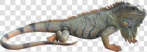 Thumb Image   Iguana Png  Transparent Png