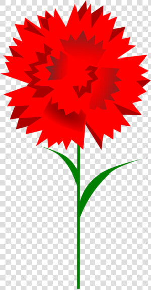 Clipart Carnation  HD Png Download