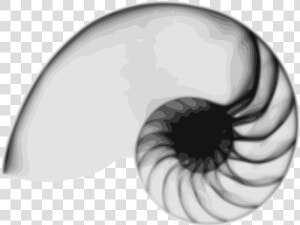 Free Vector Nautilus   Nautilus Free  HD Png Download