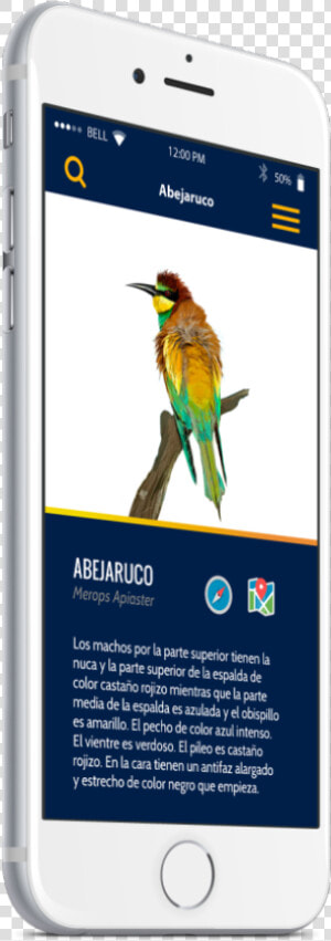Coraciiformes  HD Png Download