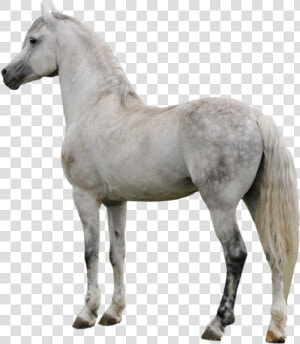 Download Horse Png Transparent Images Transparent Backgrounds   White Horse Transparent  Png Download