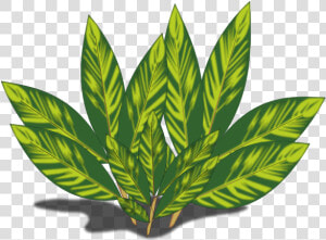 Sun kissed Leaves   高良 姜 花  HD Png Download