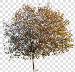 Autumn Tree Oak Cutout  HD Png Download