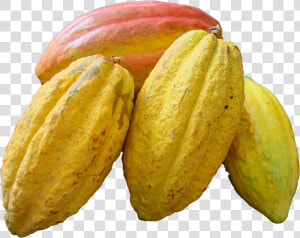 Cacao Png  Transparent Png
