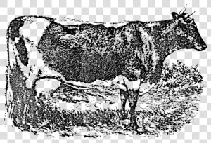 Lineback Cattle   Dairy Cow  HD Png Download