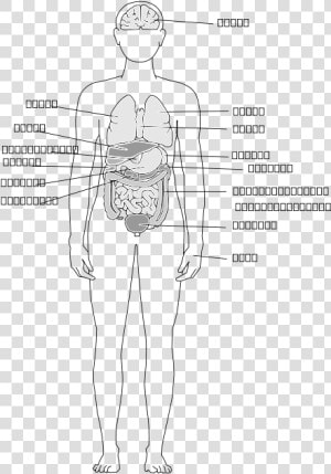Human Body Organs Svg Clip Arts   Sketch  HD Png Download