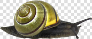 Download Snail Png Clipart   Leaf Litter Habitat Animals  Transparent Png