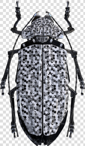 Longhorn Beetle  HD Png Download
