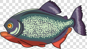 Pomacentridae  HD Png Download