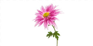 Chrysanths  HD Png Download
