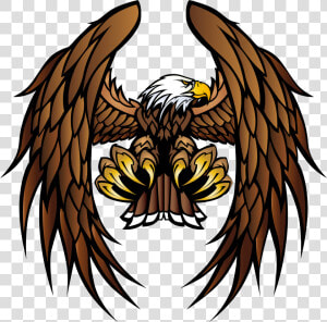 Bald Eagle White tailed Eagle Bird Of Prey  HD Png Download