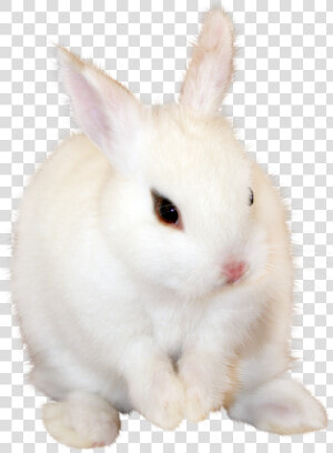 Transparent Bunny Png   White Bunny Png  Png Download