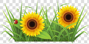 Sunflowr With Grass Png Background   Grass Clipart  Transparent Png