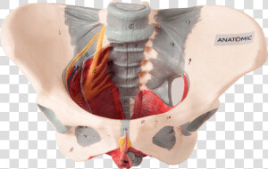 Esqueleto Pélvis Feminina Com Nervos E Ligamentos   Esqueleto Pelvico Feminino  HD Png Download