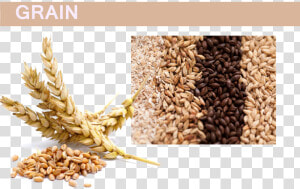 Grain Png Pic   Wheat And Barley  Transparent Png