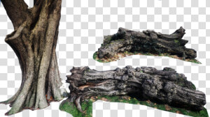  arbol  tronco   Oak  HD Png Download