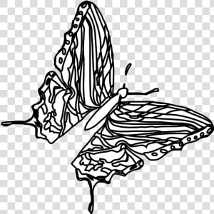 Butterfly Black White Line Art 555px  HD Png Download