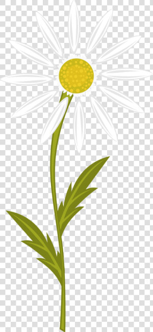 Camomile Clipart  HD Png Download