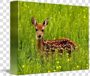 Clip Art Baby Deer Pic   Natural Homes Of Wild Animals  HD Png Download