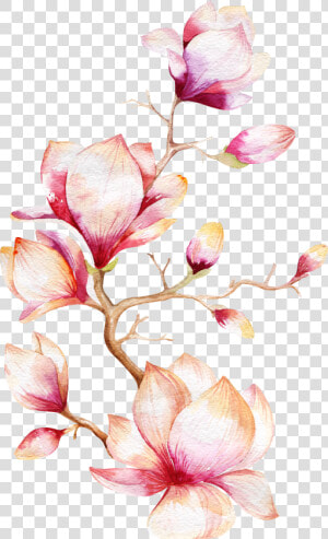 Flower Magnolia Tree Watercolor Painting Orchid Clipart   Magnolia Flower Watercolor Png  Transparent Png
