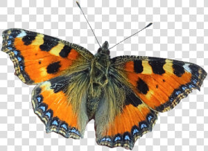 Large Tortoiseshell  HD Png Download