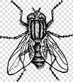 Transparent Flying Bug Png   House Fly Clipart  Png Download